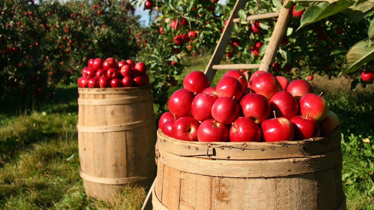 Budeme tahat jablka z vysavačů?