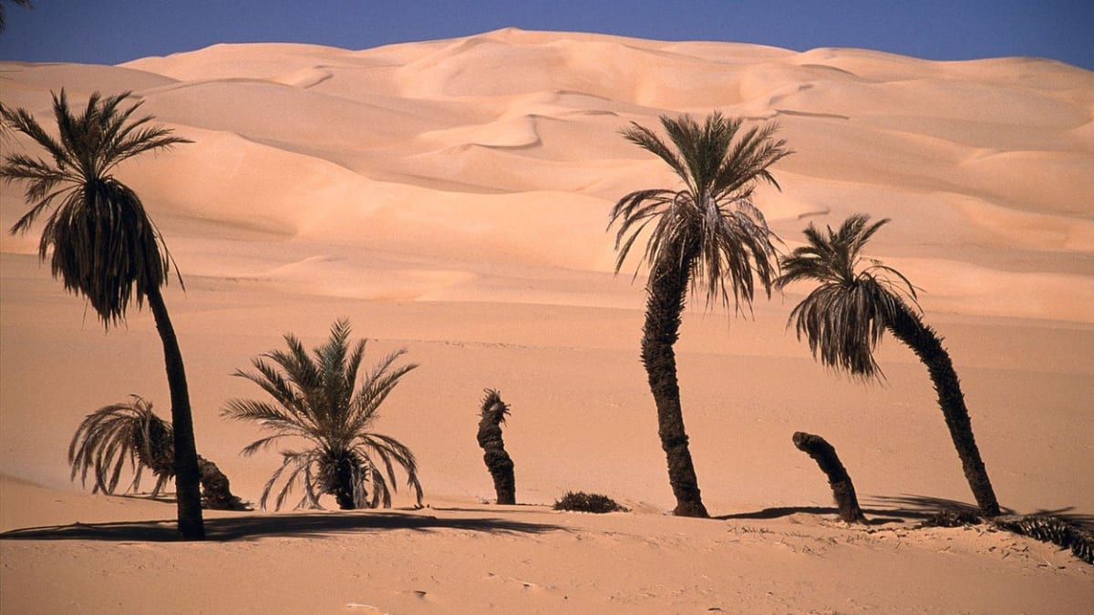 Palmy v libyjské poušti zatím písku vzdorují