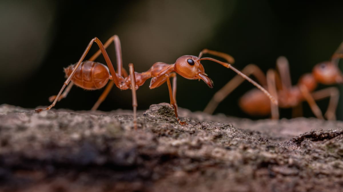 Mravenci drží nakažené jedince co nejdále od královny