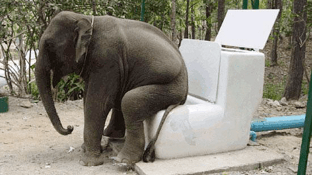 Slon na záchodě