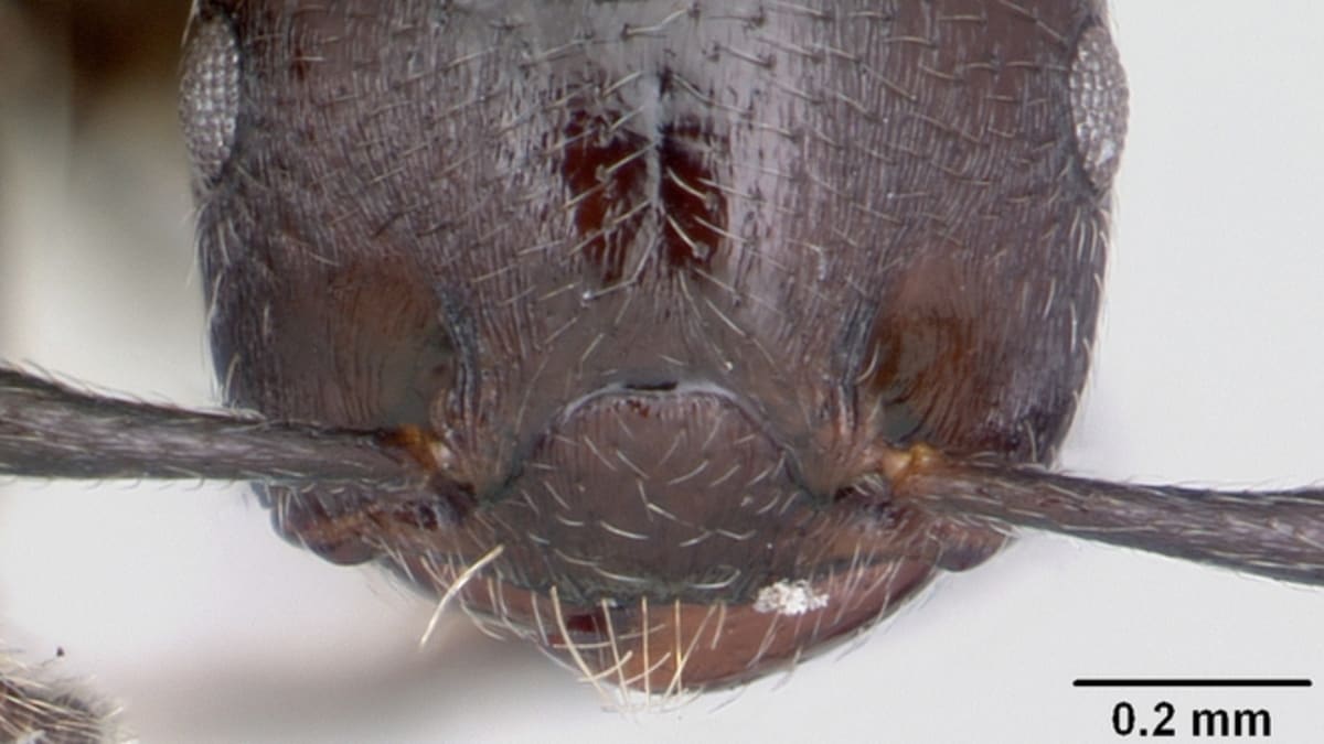 Hlava hlavatého mravence