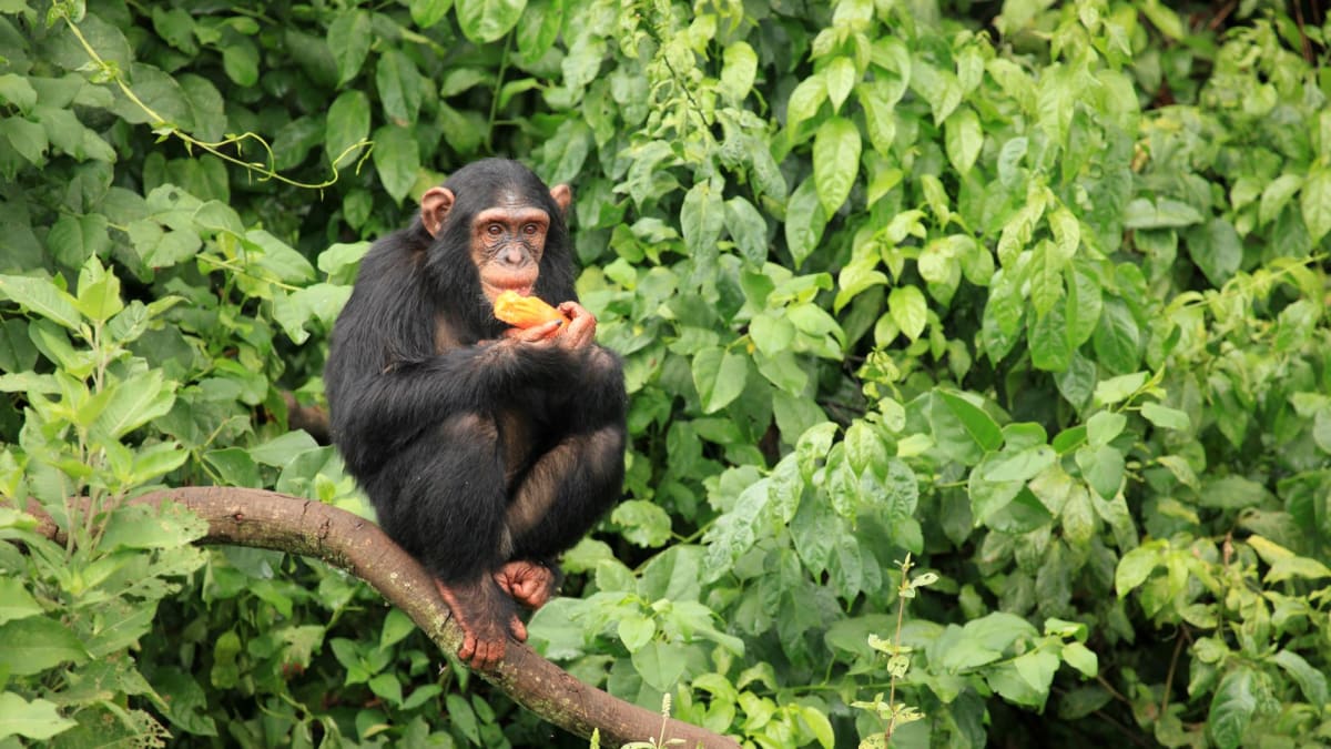 Uganda_pozorování chimpanzů