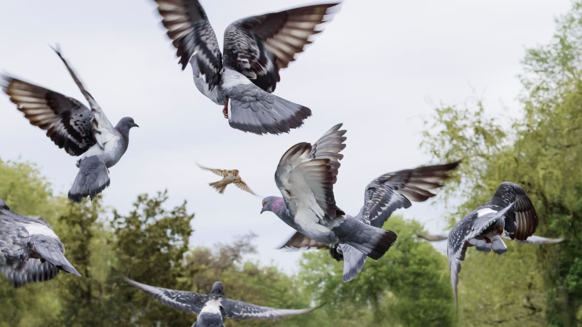 Vyléčení holubi v letu - ilustrační fotka