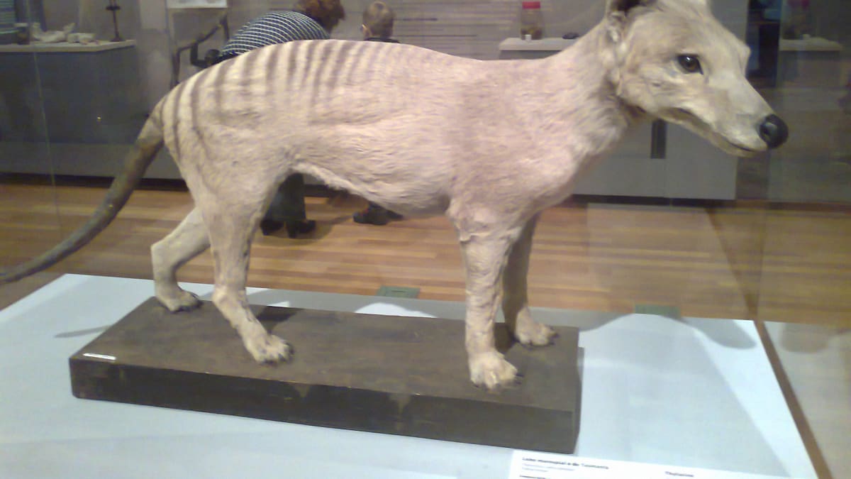 Vycpaný vakovlk v muzeu v Madridu
