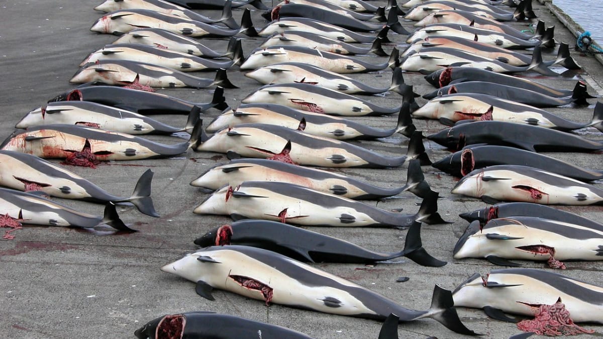 Velrybářství ještě není mrtvé