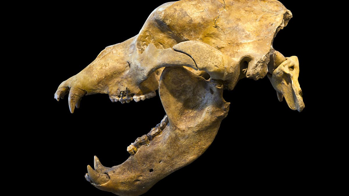 Lebka jeskynního medvěda - vyhynulého vegana