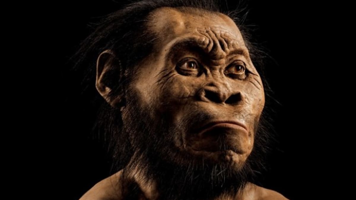 Vyobrazení Homo naledi, který pravděpodobně žil před 335 000 až 236 000 lety.