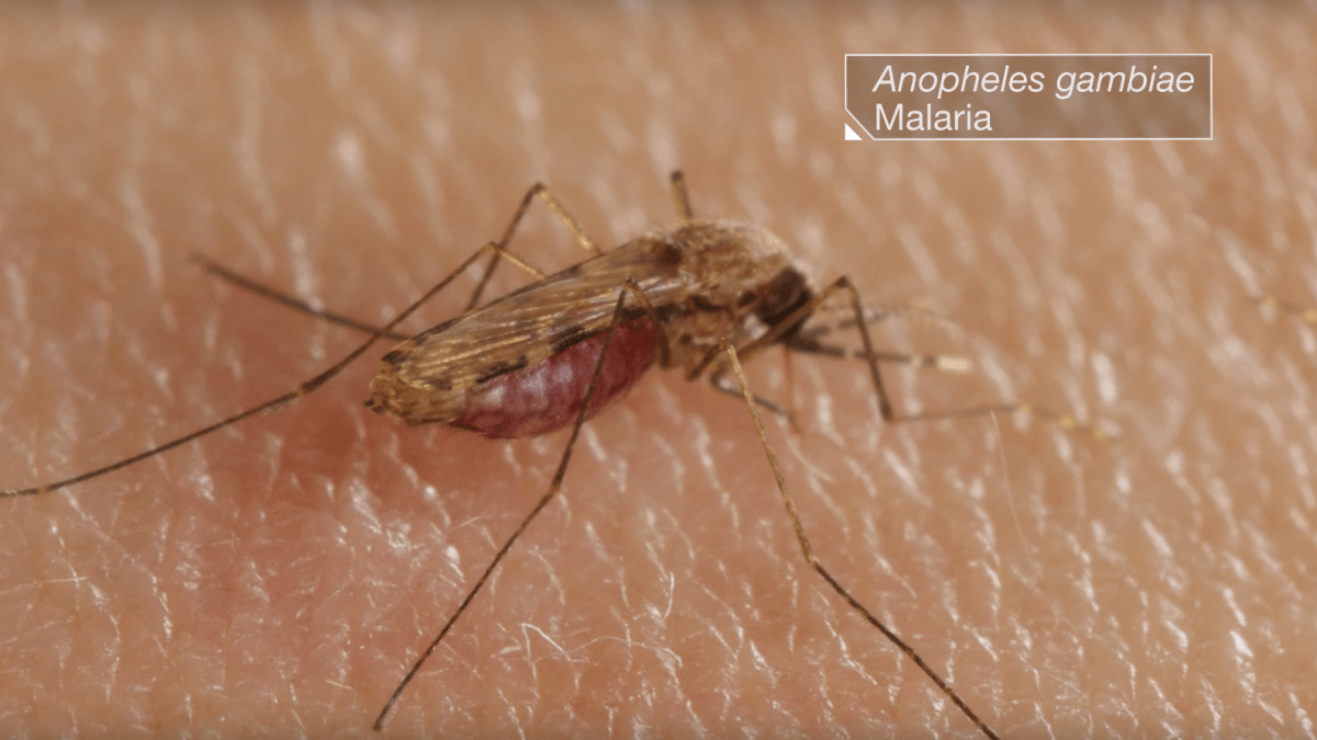 Dívka zemřela na malárii po bodnutí komárem 