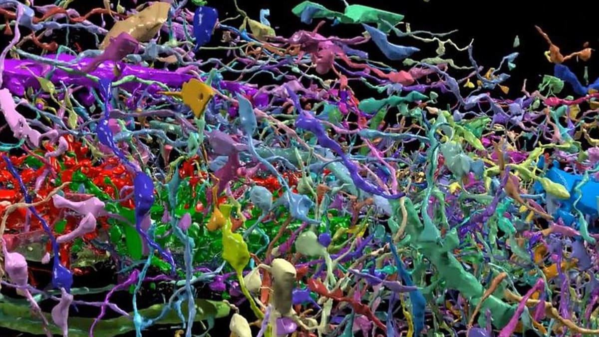 LIdský mozek ve 3D - Obrázek 1