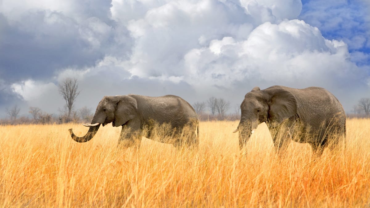 Sloni v Africe