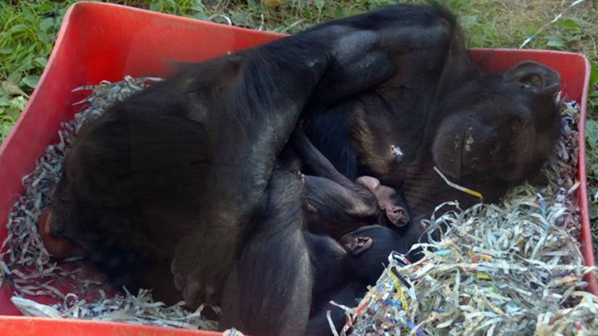 Novorozená šimpanzí dvojčata - Obrázek 2