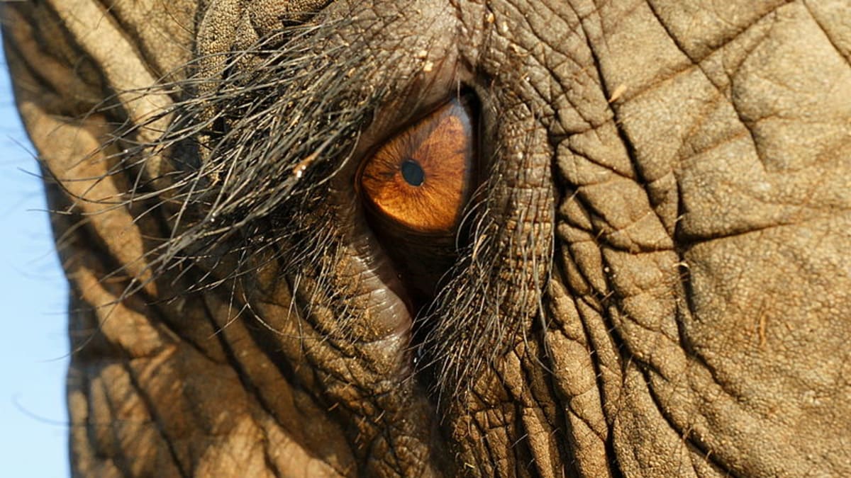 Oko slona