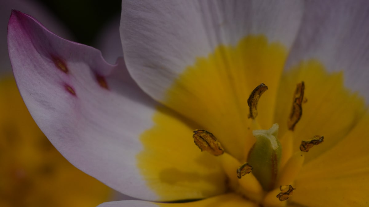 Tulipa fosteriana tulipán Fosterův  var Albert Heijn