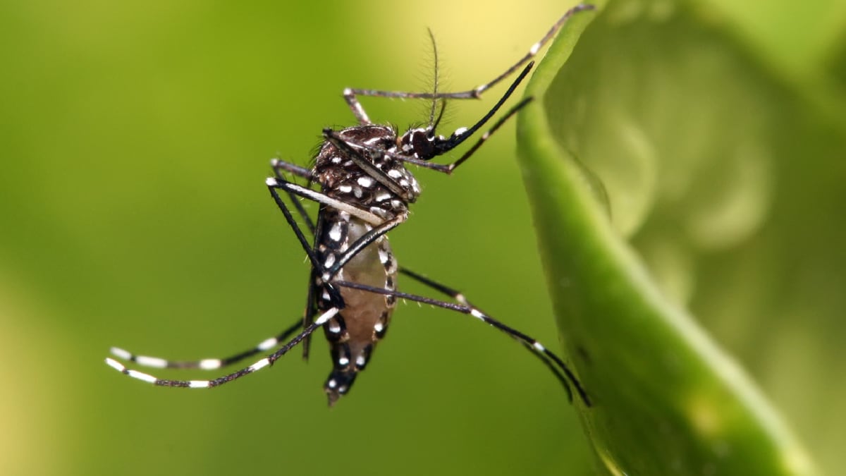Komár druhu Aedes aegypti