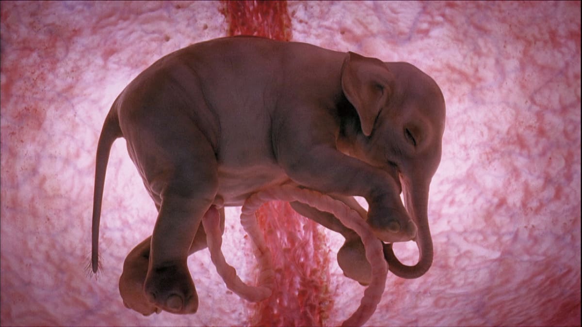 Sloní embryo