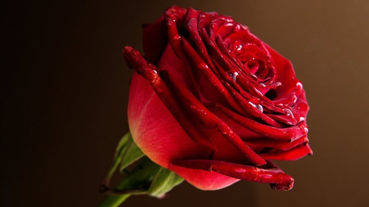 Překrásná růže