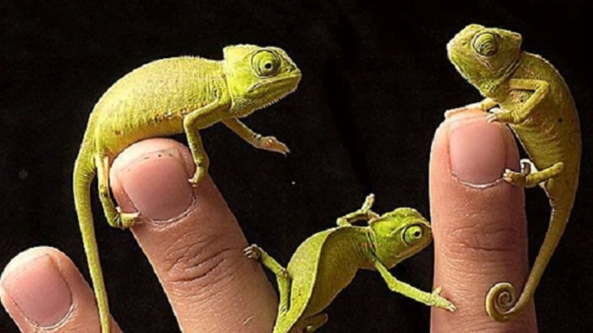 Malí chameleonci