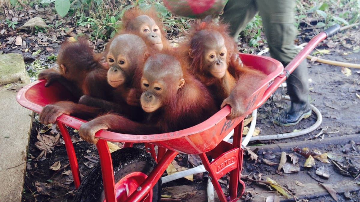 Záchrana orangutanů