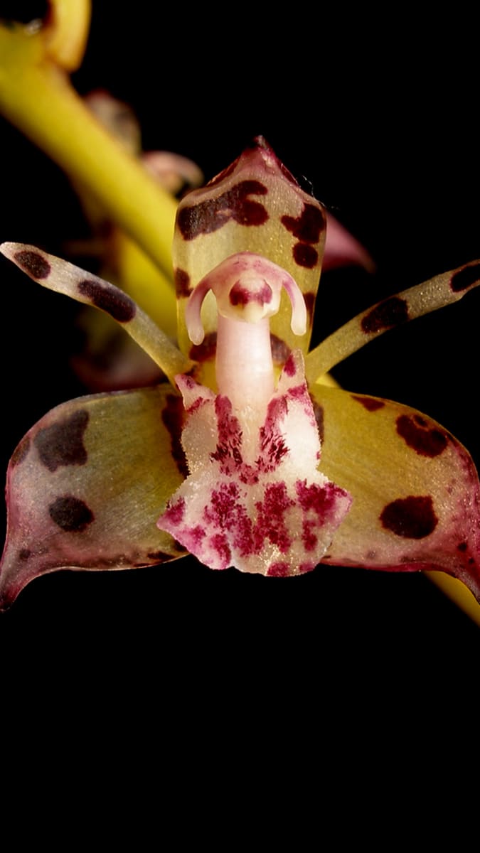 Thecostele alata - jedna ze zmizelých bangladéšských orchidejí