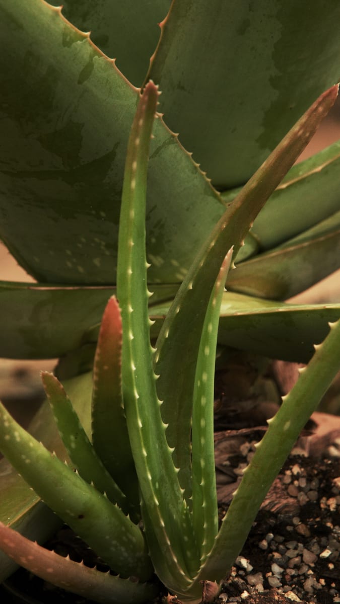 Sazenice Aloe vera