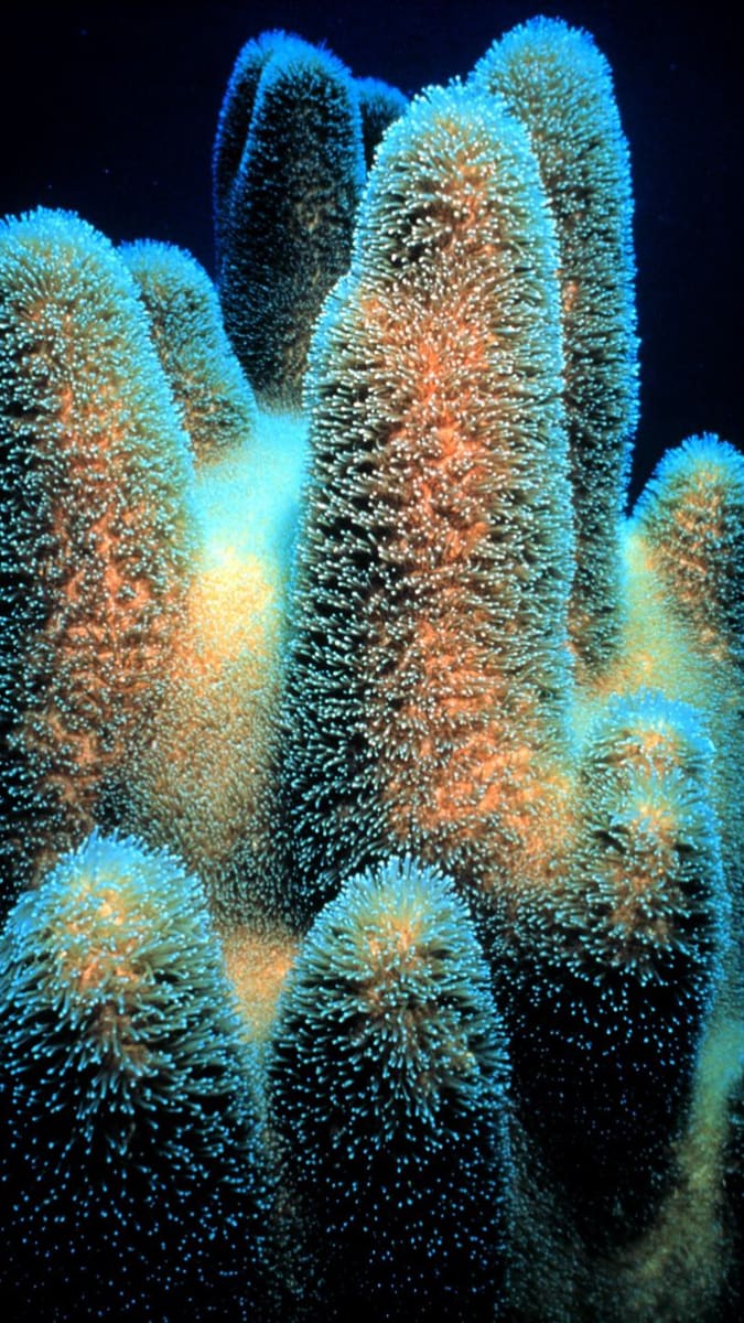 Korál druhu  Dendrogyra cylindricus,