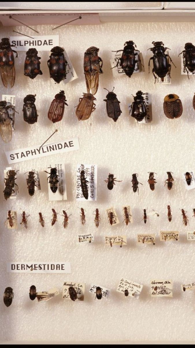 Sbírka různých druhů hmyzu, které kolonizují mrtvá těla