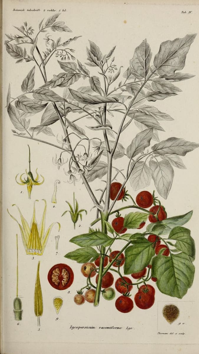 Divoký druh rajčete Solanum pimpinellifolium