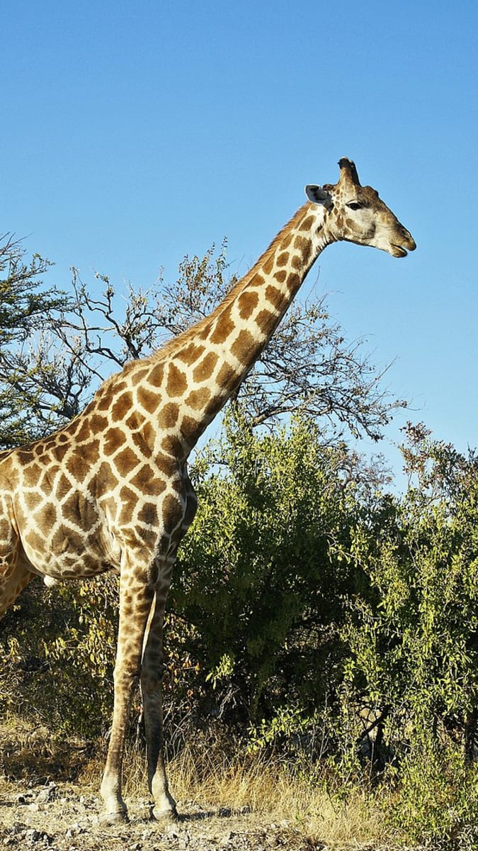 Žirafa jižní (Giraffa giraffa) 1
