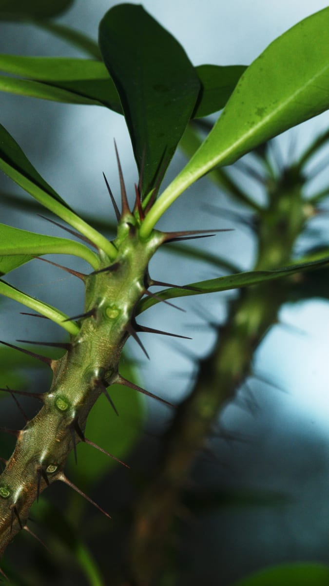 Trnová koruna - tedy pryšec Euphorbia milii
