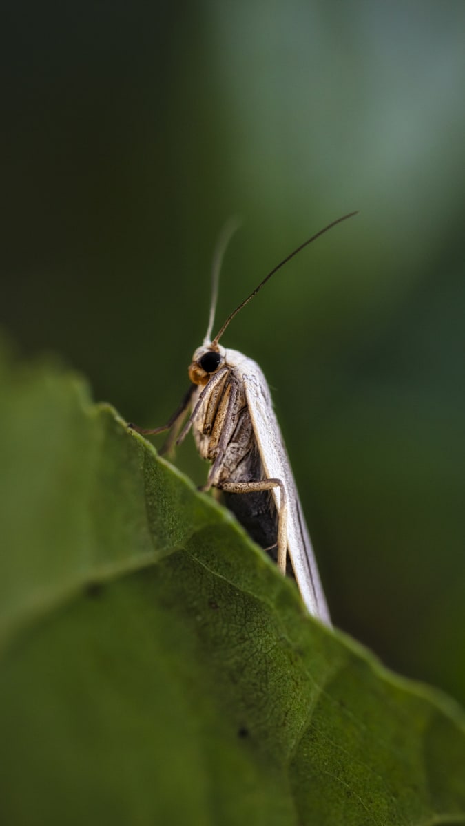 Jediný motýlí škůdce nadělá ve skleníku pořádnou paseku