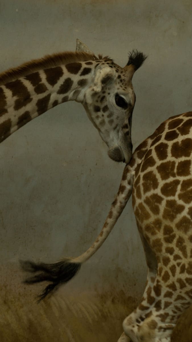 Varianta žirafy severní - žirafa Rotschildova