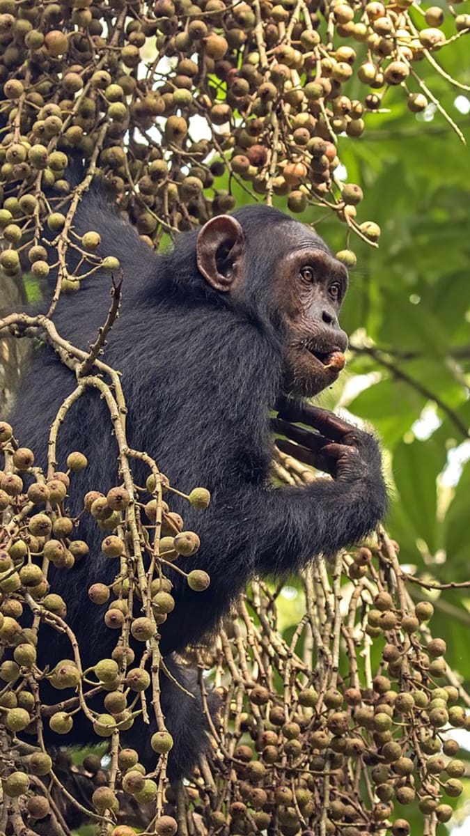 Šimpanz v Ugandě