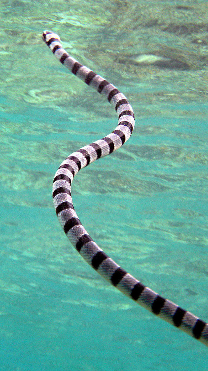 Mořský had druhu Laticauda colubrina