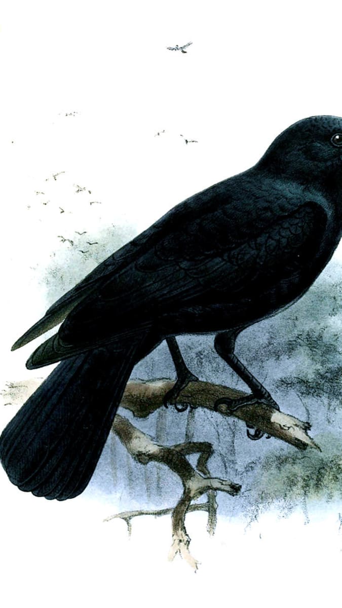 Vrána novokaledonská