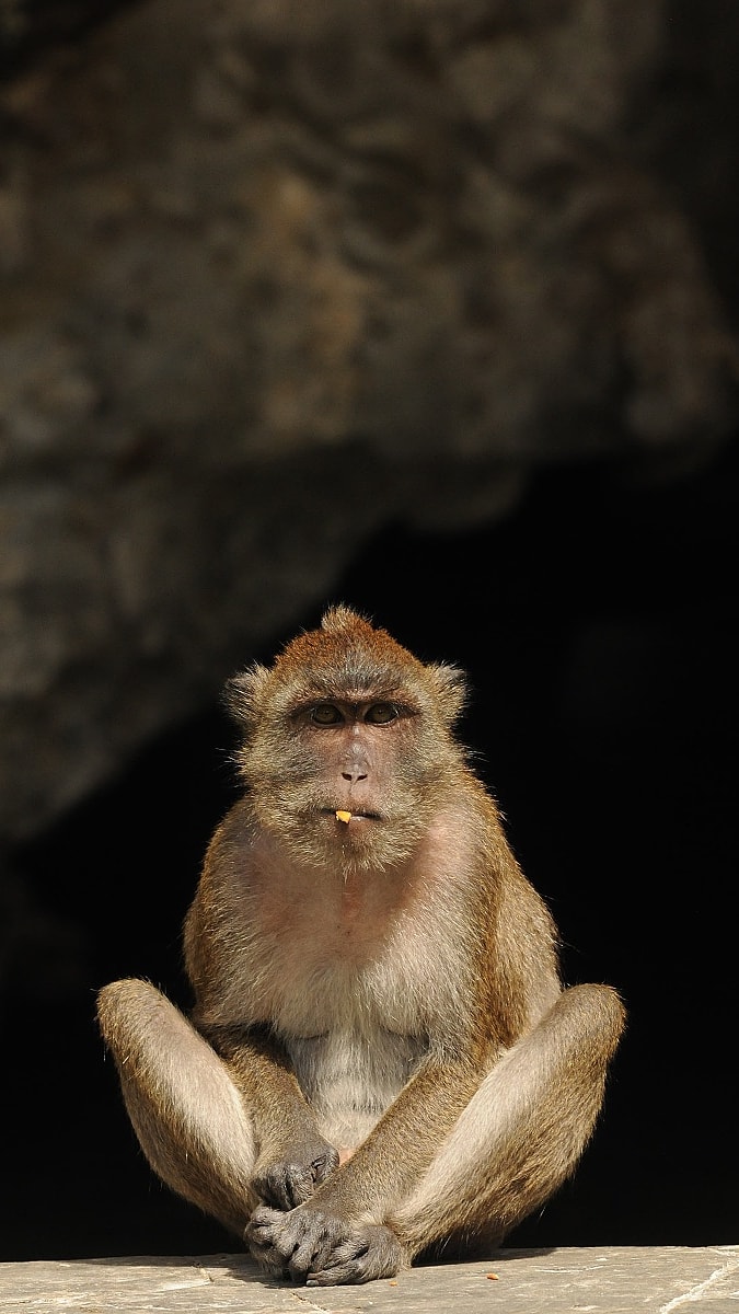 Makakové - oblíbené opice na pokusy i neoblíbení městští zloději  - Obrázek 6