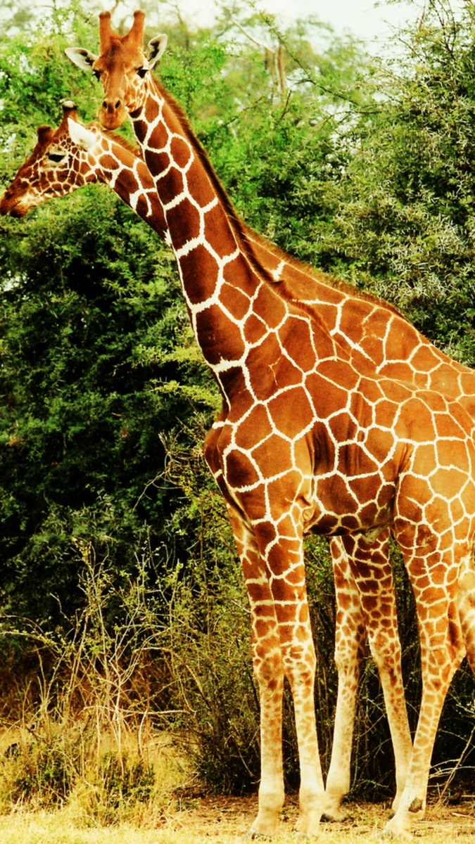Žirafa síťovaná