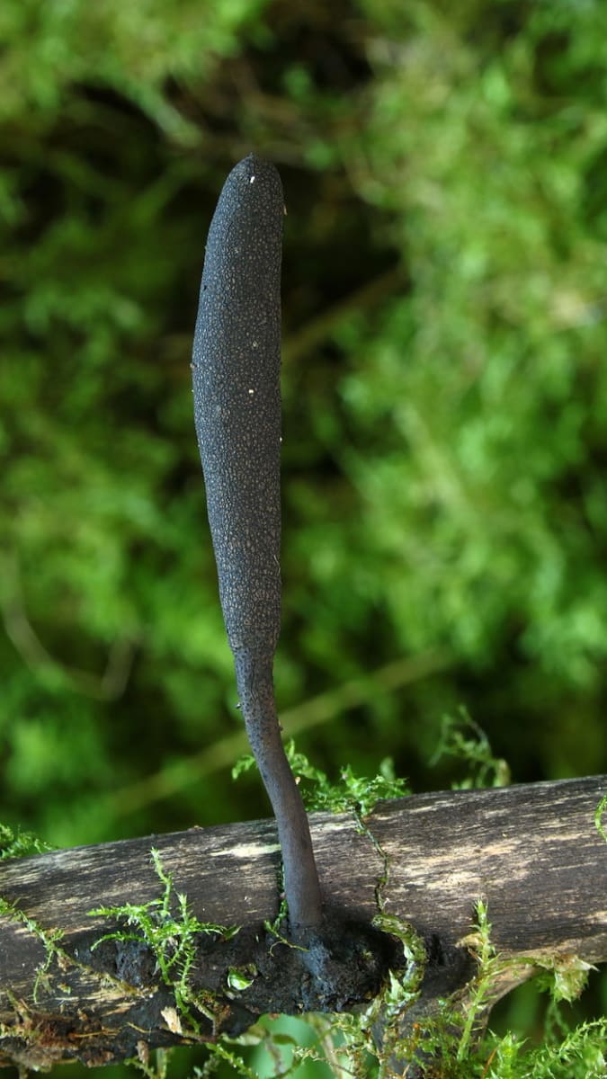 "Houslová houba" dřevokazná Xylaria longipes