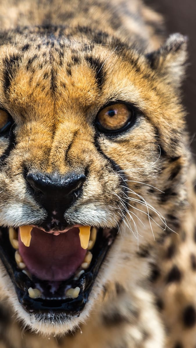 gepardovi z očí do očí