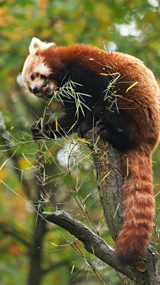 Panda červená na bambusu