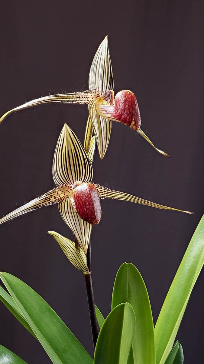 orchidea Paphiopedilum rothschildianum