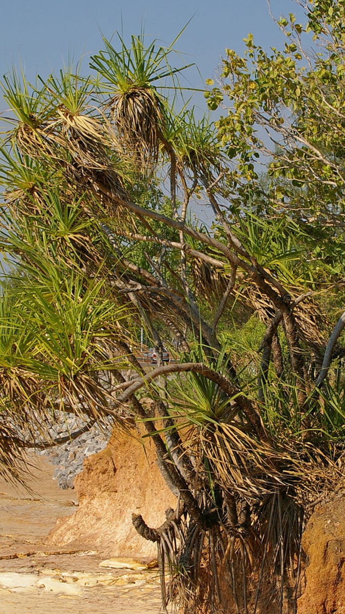 Pandanus spiralis - druh, má krysa černonohá v oblibě