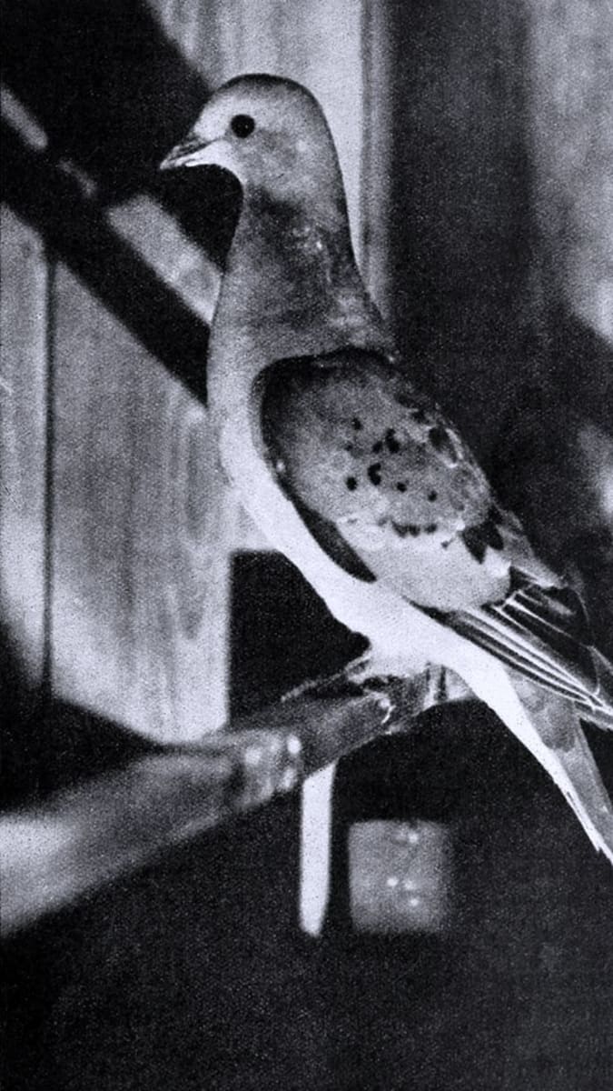 Martha - poslední exemplář holuba stěhovavého
