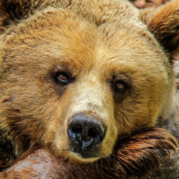 Medvědi jsou v USA opět v loveckém ohrožení