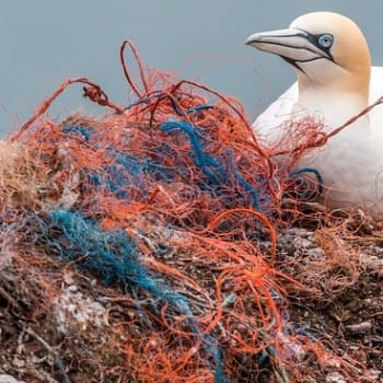 Plasty v moři ročně zabijí kolem jednoho milionu ptáků