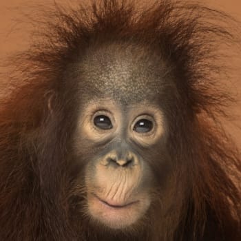 Mládě orangutana