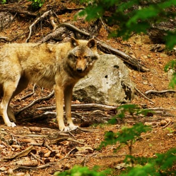 Vlci v Bavorském lese
