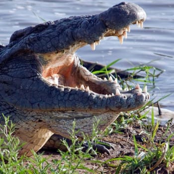 Divocí afričtí krokodýli
