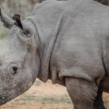 Už naše generace může přijít o nosorožce