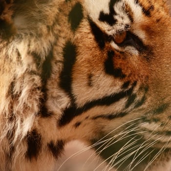 Tygr ussurijský - dospělá samice
