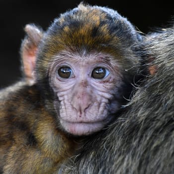 Co přijde po klonování opic? Klonování člověka?